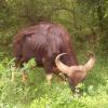 Buffalo in Sircar Periapalayam near Erode